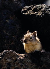 Craters of the Moon is home to the...Squirrel