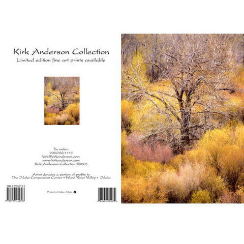 OLD COTTONWOOD AND WILLOWS #50